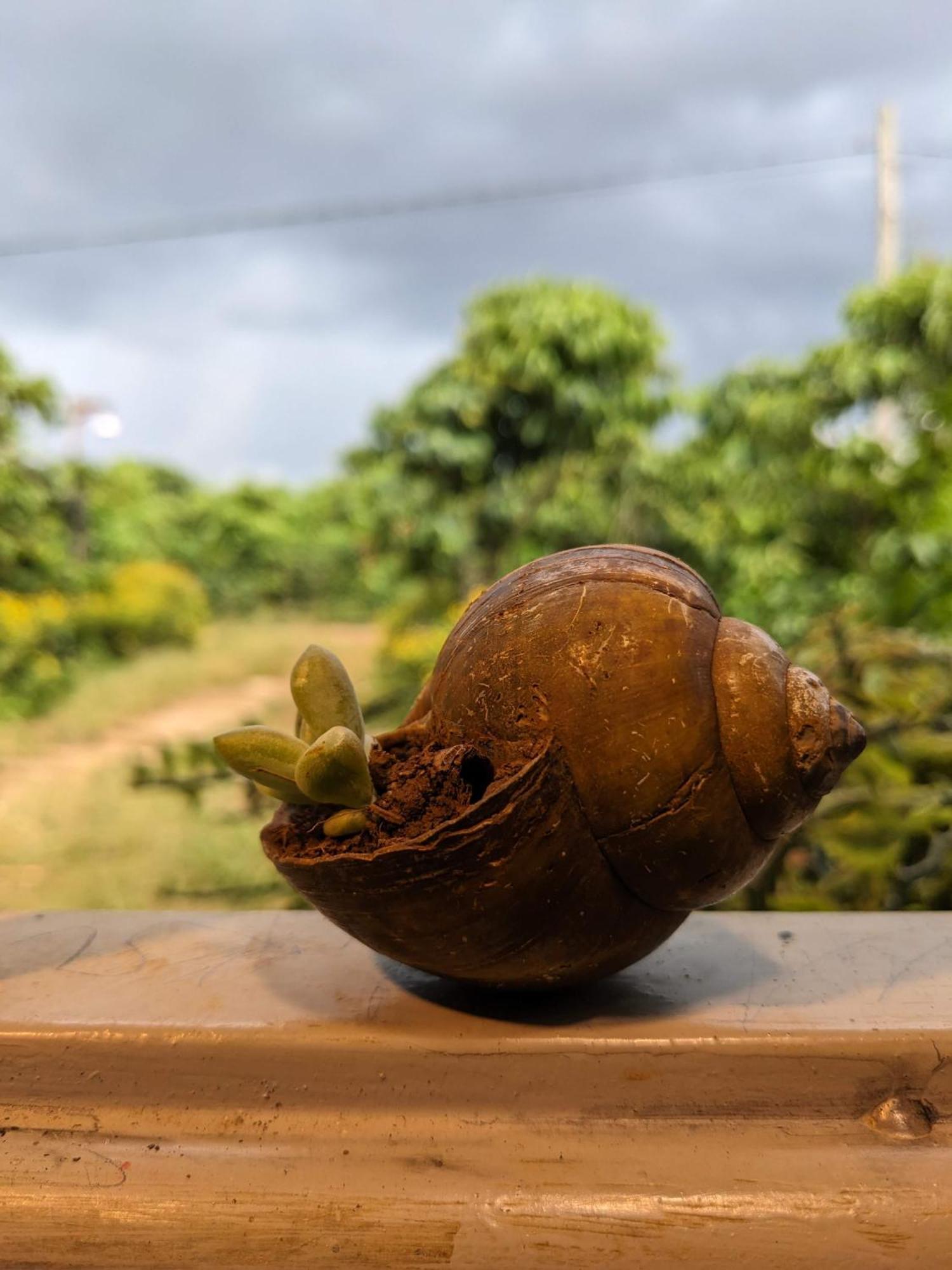 Apartmán Ivy Coffee Farm - Garden House Duc Trong Exteriér fotografie