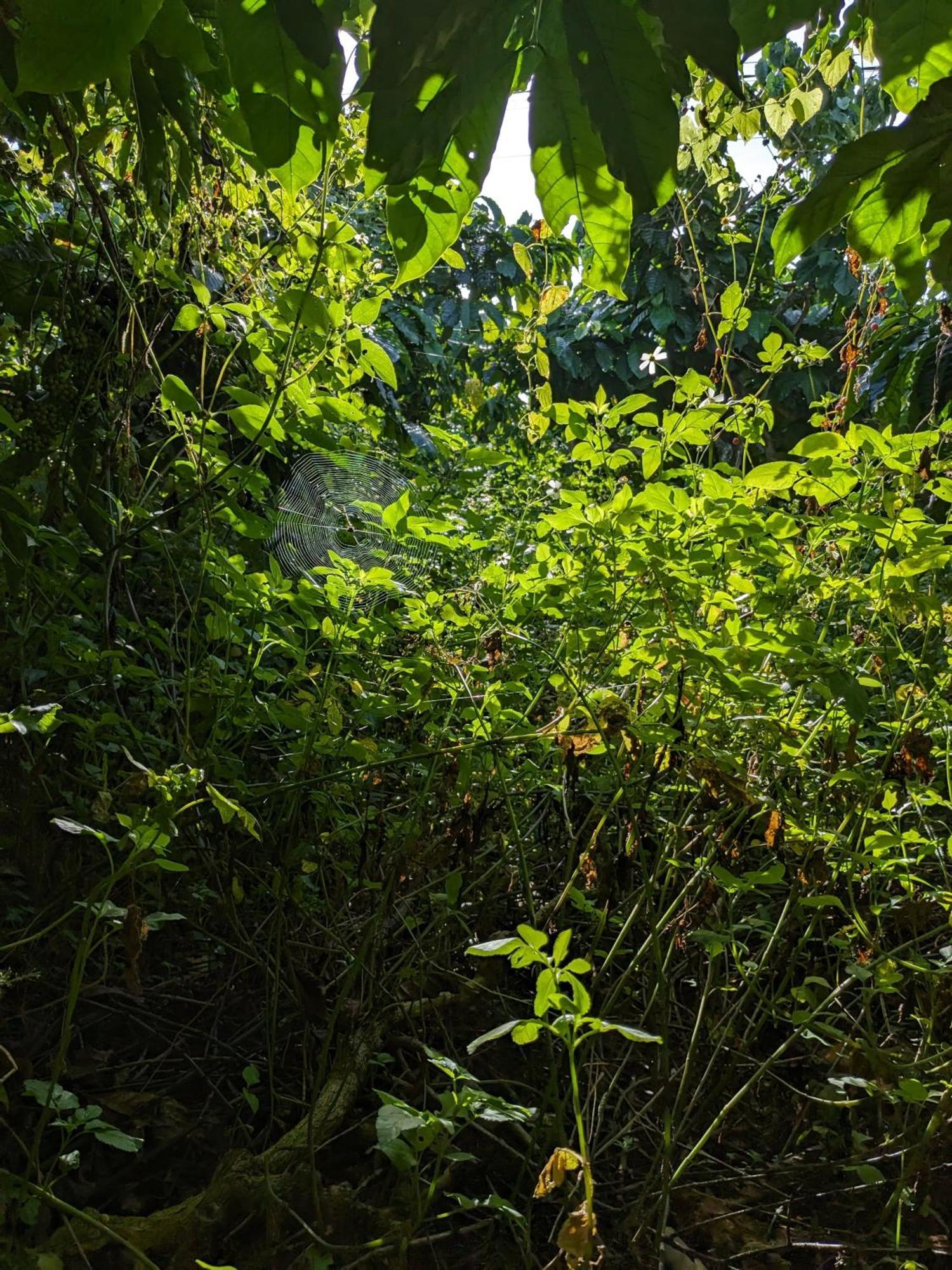Apartmán Ivy Coffee Farm - Garden House Duc Trong Exteriér fotografie