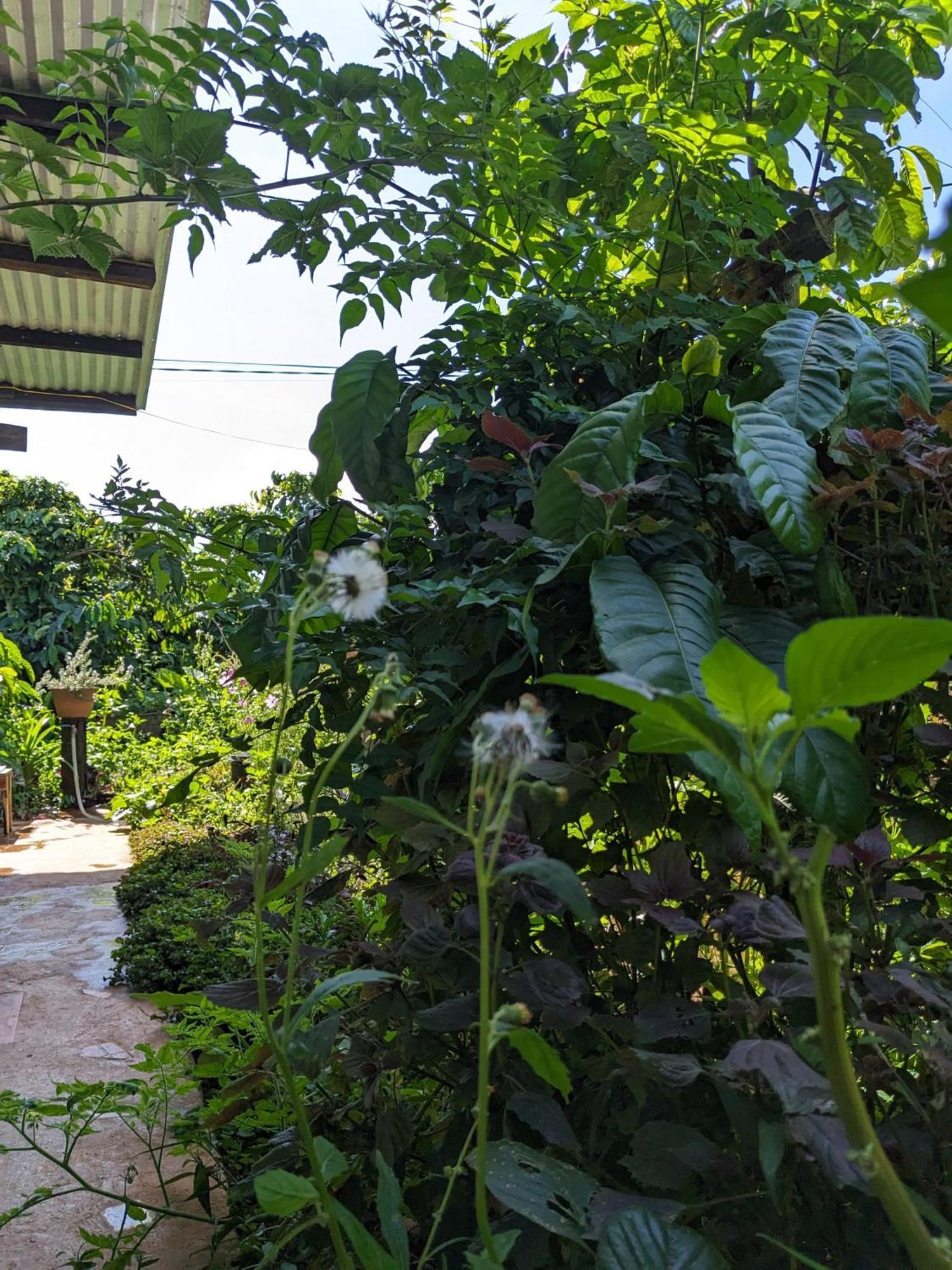 Apartmán Ivy Coffee Farm - Garden House Duc Trong Exteriér fotografie